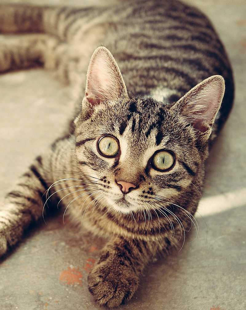 Tierheilpraxis-Katze