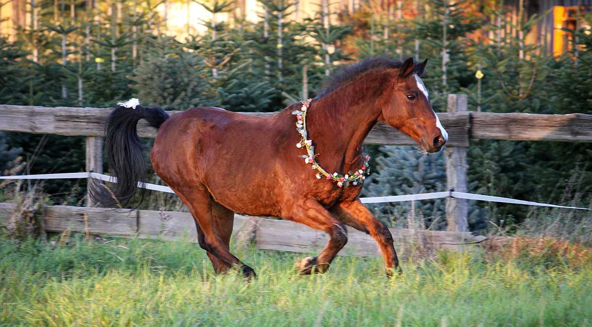 Tierheilpraktiker Larres